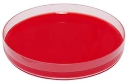 Agar azida de sodiu + cristal violet