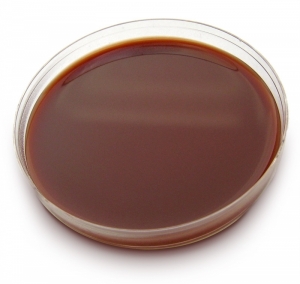 Chocolat  Agar Imbogatit