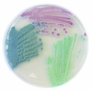 Chromatic Candida Agar
